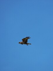 Fototapeta premium This image captures a buzzard in flight, its powerful wings propelling it through the air.