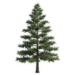 Pine Tree on White and Transparent Background, PNG
