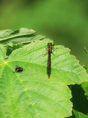 Captured in a natural moment, a striking small red damselfly and a fly share a large green leaf....