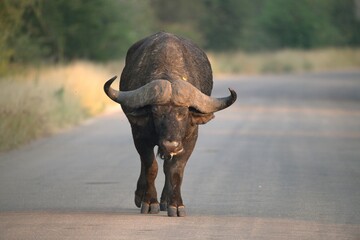 buffalo in the road, Savanna , Animal of Africa