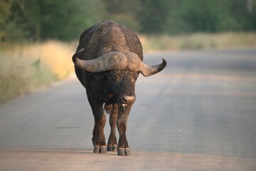 buffalo in the road, Savanna , Animal of Africa