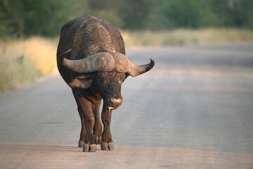 buffalo in the road, Savanna , Animal of Africa