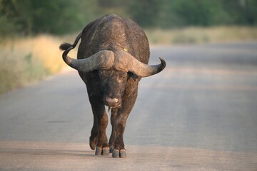 buffalo on the Road, Savanna , Animal of Africa