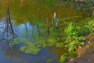 a lake on a sunny day surrounded by green trees