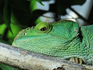 A striking image of a chameleon, highlighting its vibrant color and intricate patterns. 