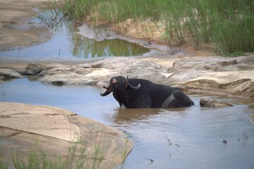 buffalo in the river, Savanna , Animal of Africa
