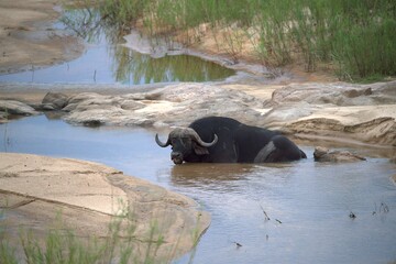buffalo in the river, Savanna , Animal of Africa