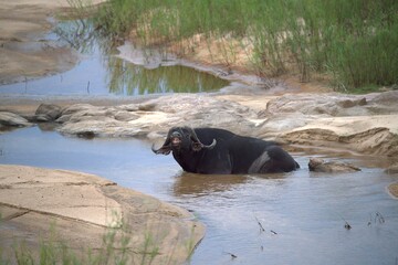 buffalo in the river, Savanna , Animal of Africa