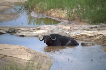 buffalo in the river, Savanna , Animal of Africa