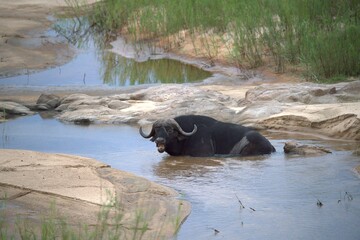 buffalo in the river, Savanna , Animal of Africa