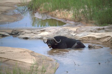 buffalo in the river, Savanna , Animal of Africa