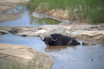 buffalo in the river