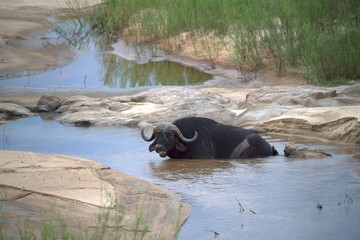 buffalo in the river