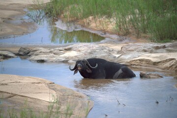 buffalo in the river