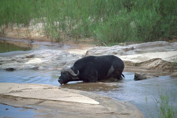 buffalo in the river