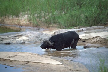 buffalo in the river