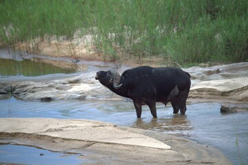buffalo in the river