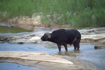 buffalo in the river