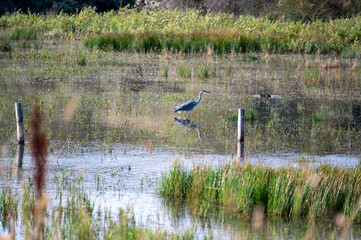 A heron stands in a small lake