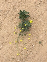 Desert