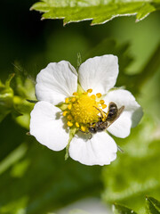 a small sharp-collared furrow bee with yellow pollen on a yellow and white blossom of the strawberry plant
