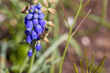an ashy mining bee or andrena on the blue blossoms of the muscari in sunlight