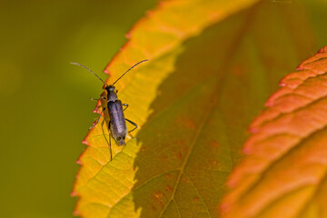 a black longhorn beetle on a yellow leaf in the sunshine