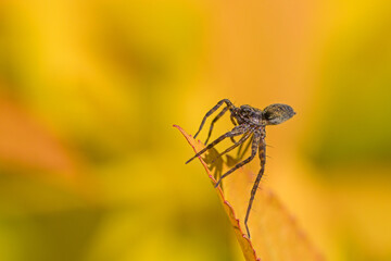close-up of a hunting wolf spider on tiptoe on a yellow leaf in the sunshine and blurred background