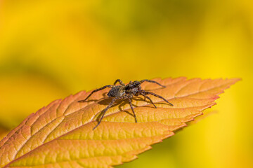 close-up of a wolf spider on a yellow leaf in the sunshine and blurred background