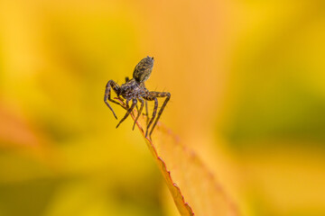 close-up of a hunting wolf spider on tiptoe on a yellow leaf in the sunshine and blurred background