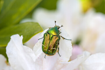 a green golden shining flower chafer on a white rhododendron blossom in the sunlight