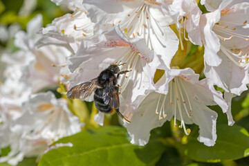 a red-tailed bumblebee on a white pink blossom of the rhododendron in the sunshine