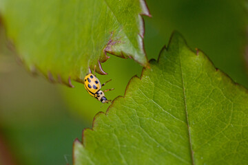 a yellow 14 spotted ladybug on a green leaf in the sunshine