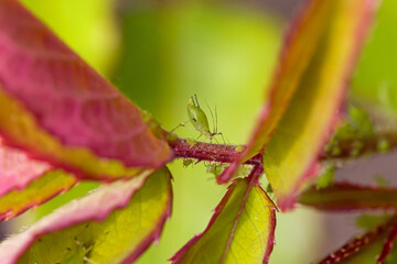 closeup of a large green aphid sucking on a stem of a rose 