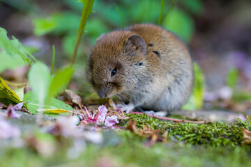 close-up of a cute field mouse in the bushes in the garden