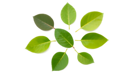 Obraz premium Green Leaves Isolated On White Background Artistic Botanical Arrangement Design