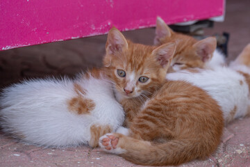 Adorable ginger and white kittens cuddle on the pavement under a pink surface. These cute baby cats are perfect for animal lovers, pet prints, or cozy nursery wall art and decor.