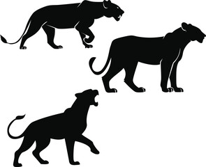 Silhouette lioness roaring