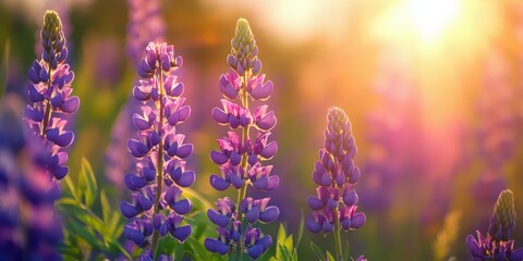 Naklejka premium Vibrant purple lupine flowers blooming in the warm sunlight during spring in a natural landscape