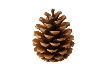 Pine cone isolated on white background. Natural decorative element, perfect for holiday, forest, and rustic design themes © MJ iceberg