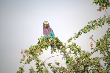 Coracias caudatus Lilac breasted roller in savanna - Bird  of africa