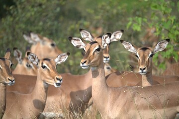 impala in the savannah, Animal of africa