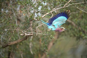 Coracias caudatus Lilac breasted roller in savanna - Bird  of africa