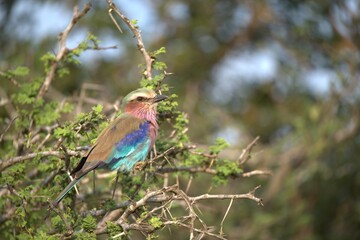 Coracias caudatus Lilac breasted roller in savanna - Bird  of africa