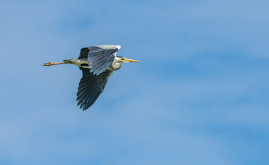 grey heron (Ardea cinerea) in flight