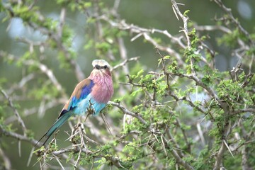 Coracias caudatus Lilac breasted roller in savanna - Bird  of africa