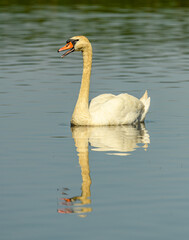 mute swan (Cygnus olor) swimming