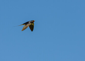barn swallow (Hirundo rustica) in flight