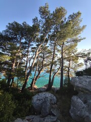 tree on the shore, makarska rivijera, tucepi