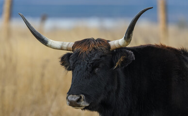 wild tauros, aurochs-like cattle portrait